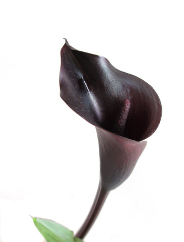DARK BLOOM - Black Calla Vertical card