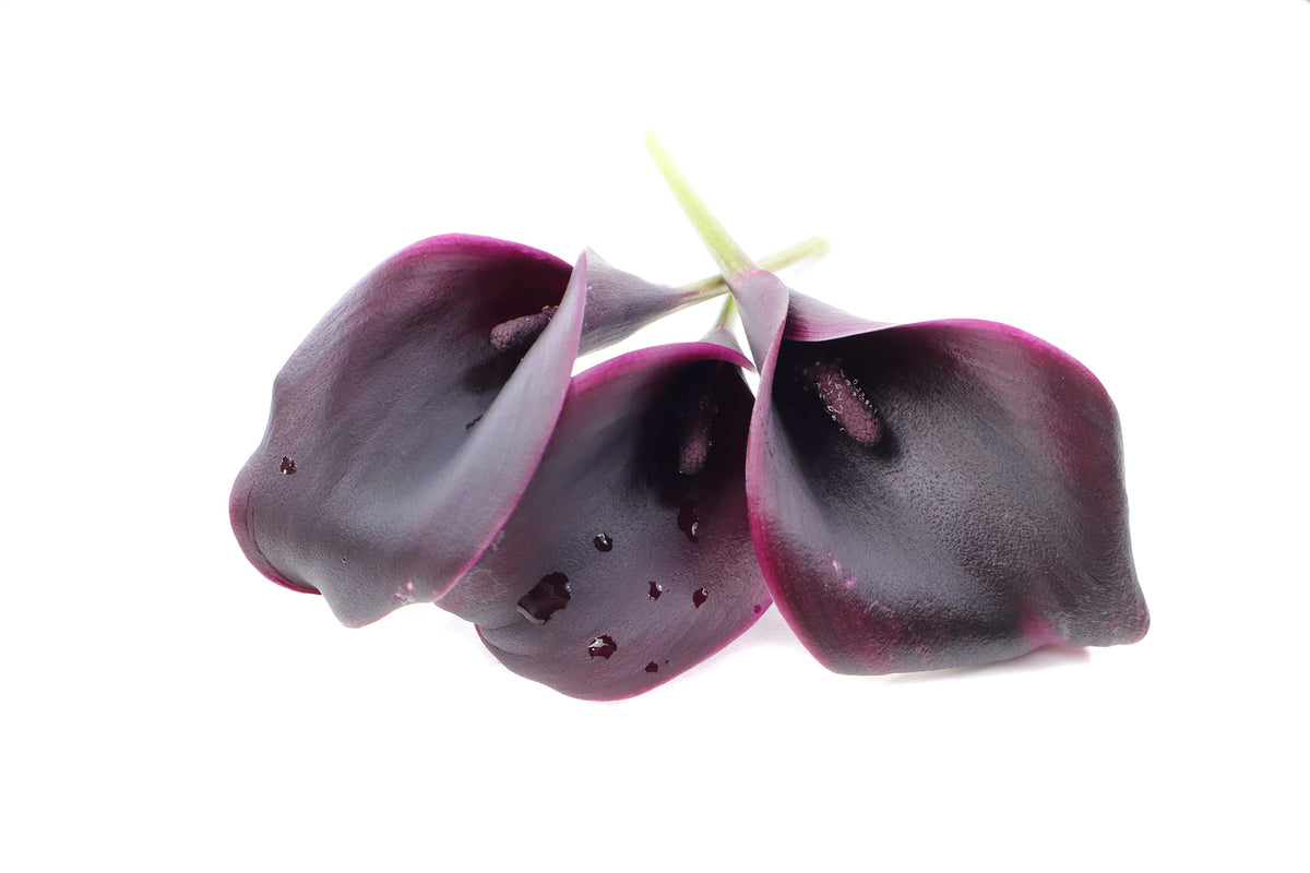 BLOOM - Three Black Calla Lilies card