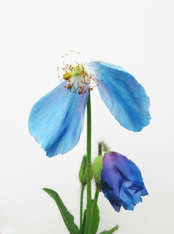 FADE - Blue Poppy half
