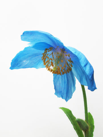 BLOOM - Blue Poppy full