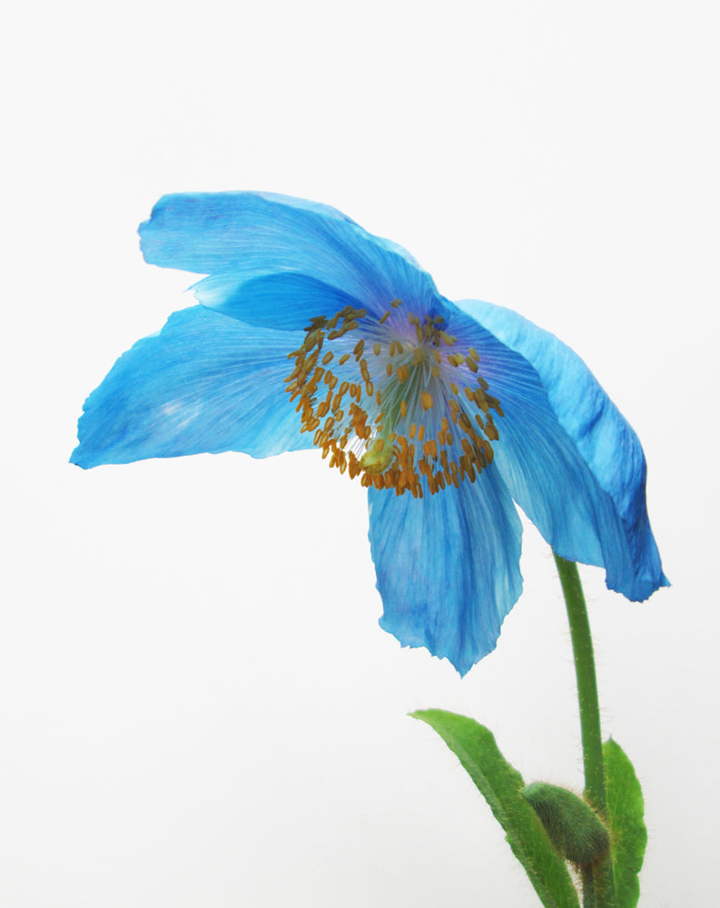 BLOOM - Blue Poppy full