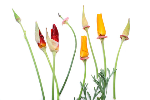 BLOOM - California Poppies