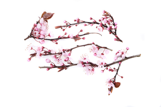 BLOOM - Cherry Blossoms