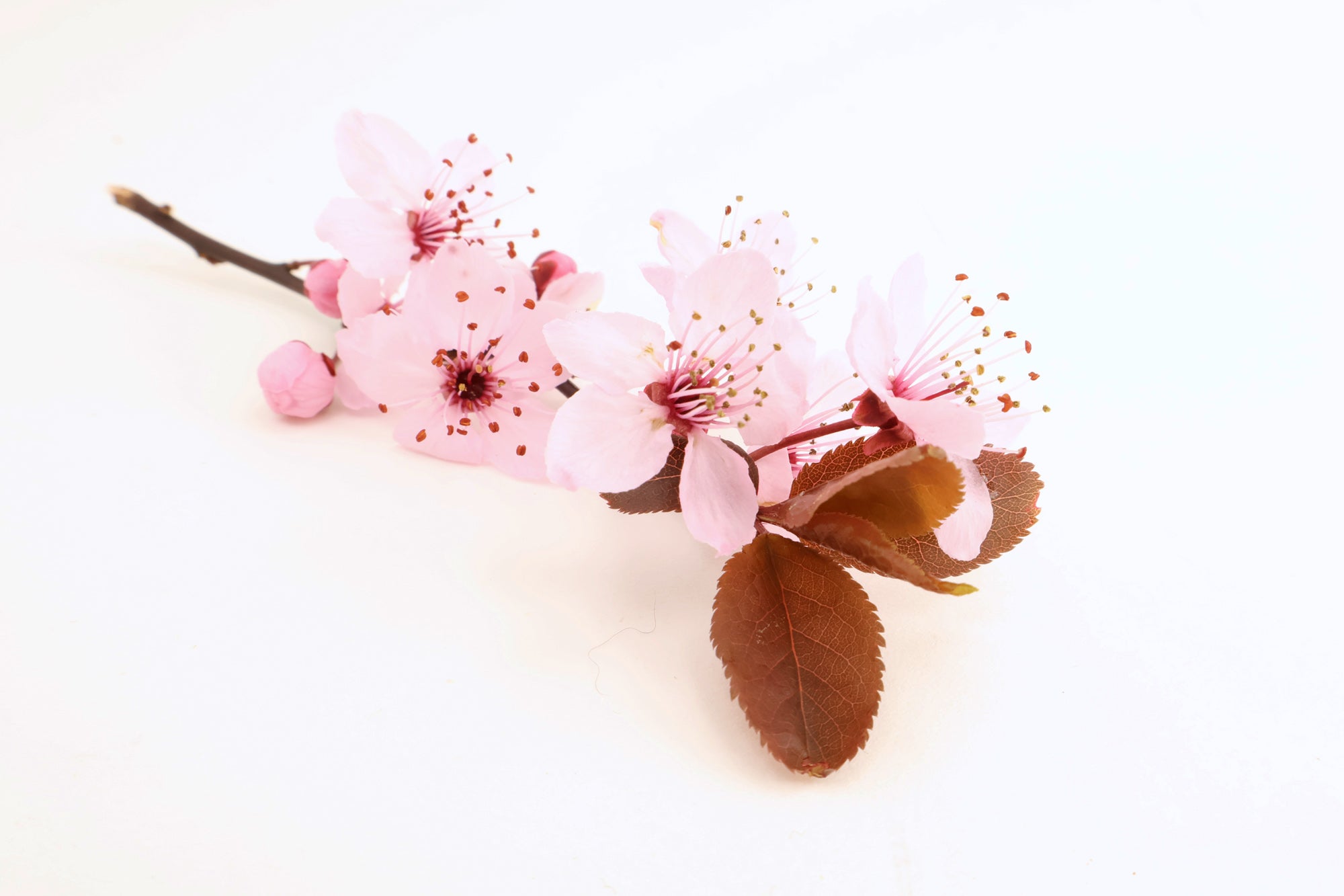 BUD - Cherry Blossom