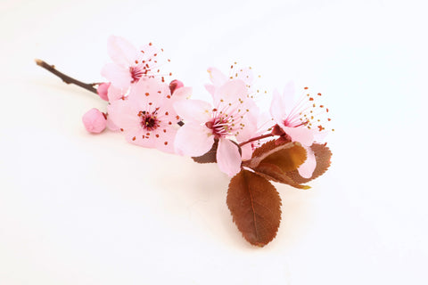 BUD - Cherry Blossom