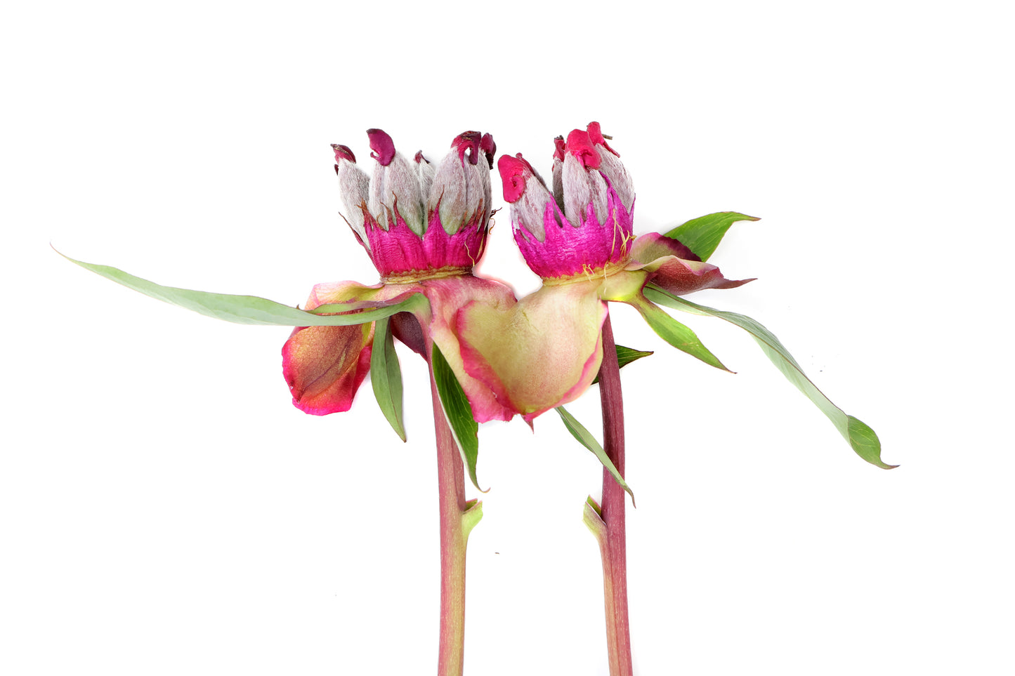 FADE - Colette's Peony