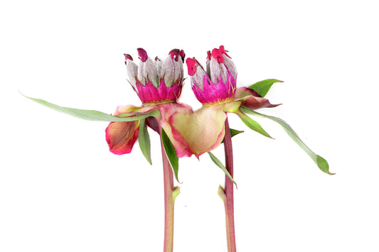 FADE - Colette's Peony