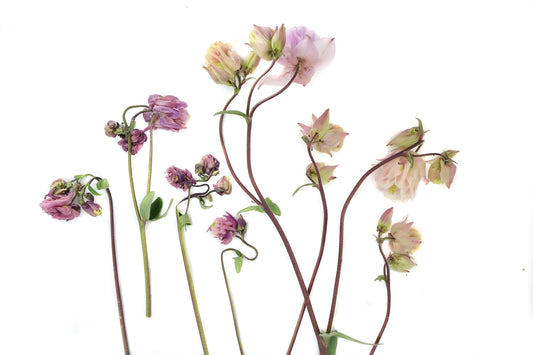 BLOOM - Columbine Group