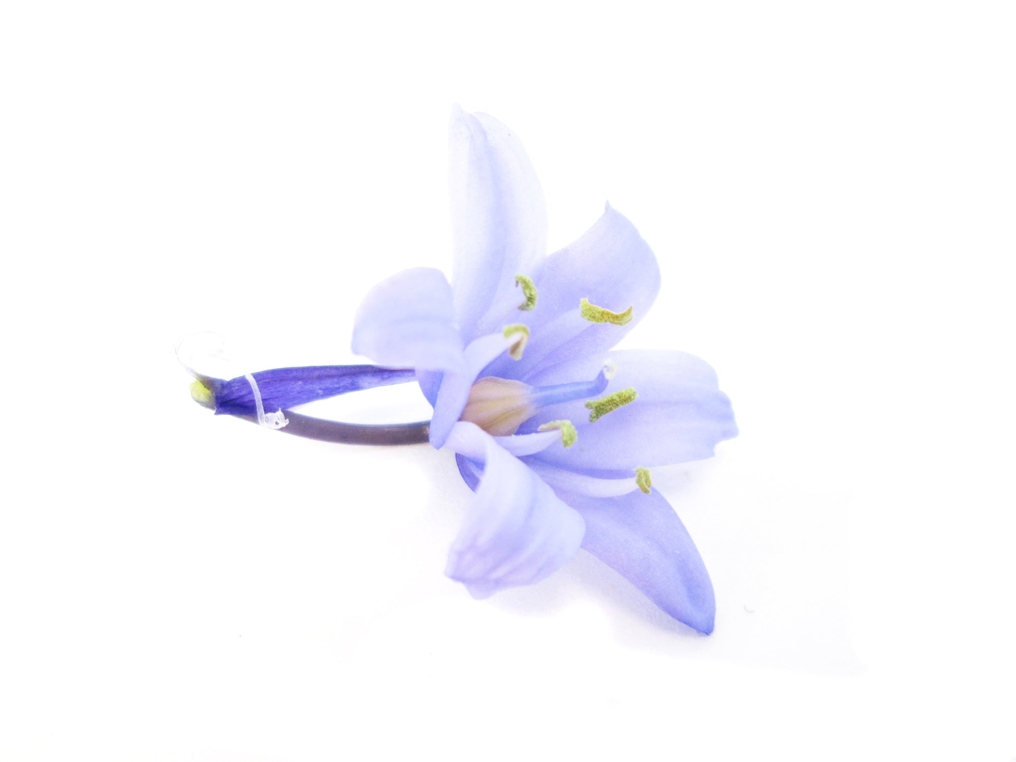 BLOOM - Cool Blue card