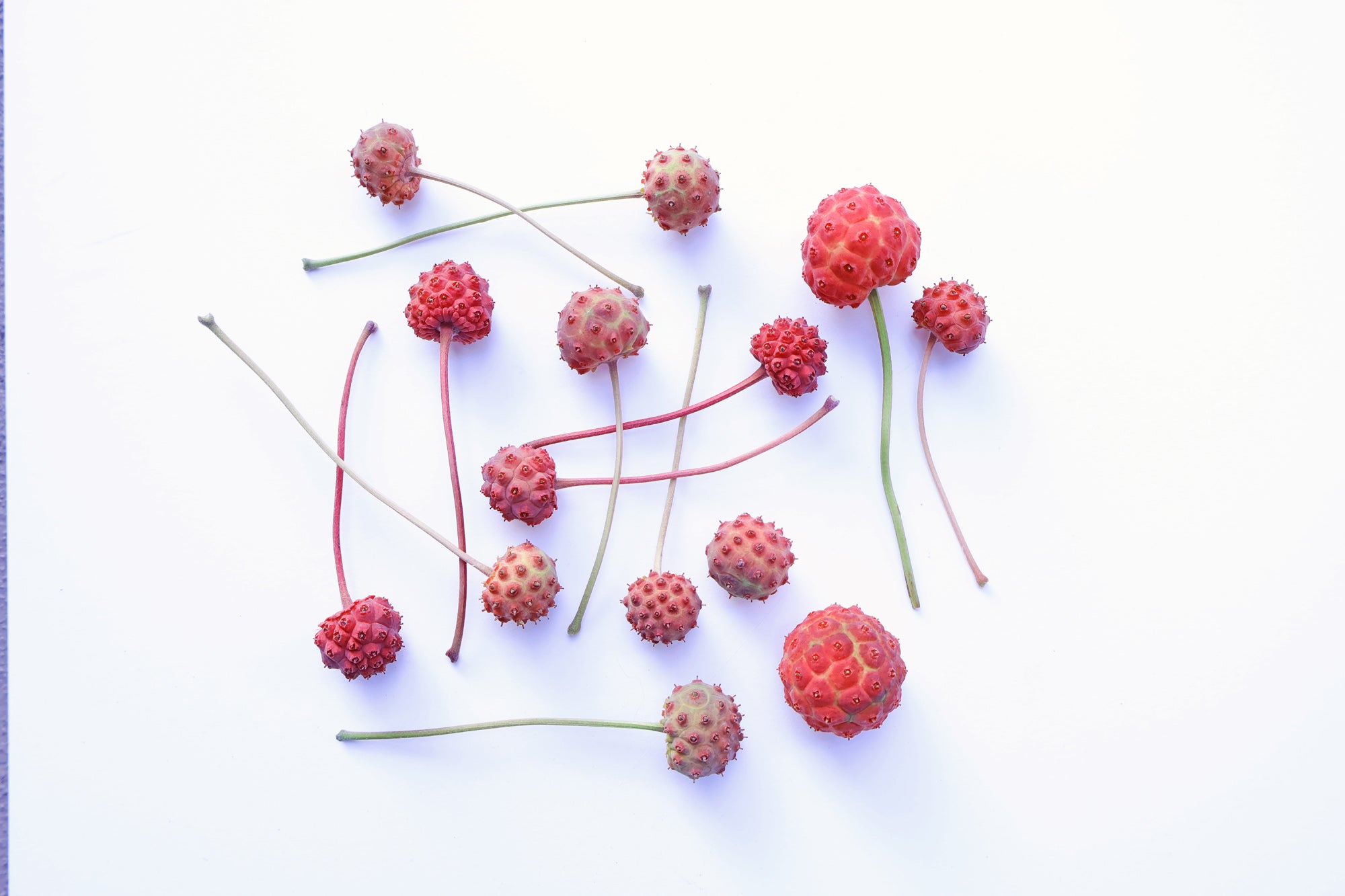 FADE - Dogwood Pod Grid