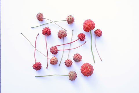 FADE - Dogwood Pod Grid