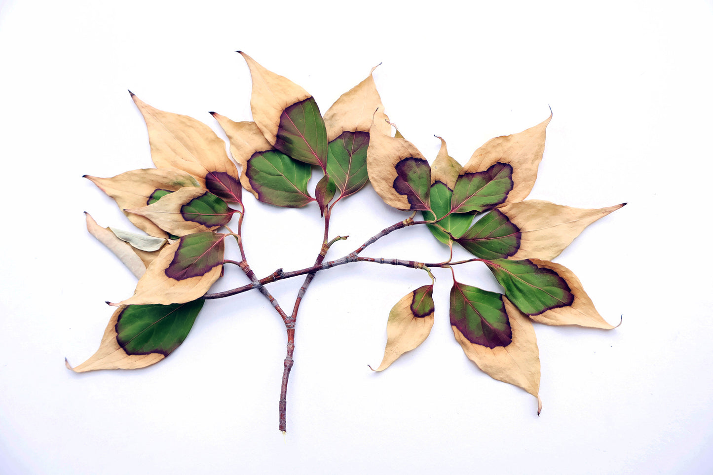 FADE - Fall Fanned card