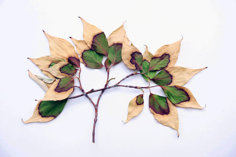 FADE - Fall Fanned