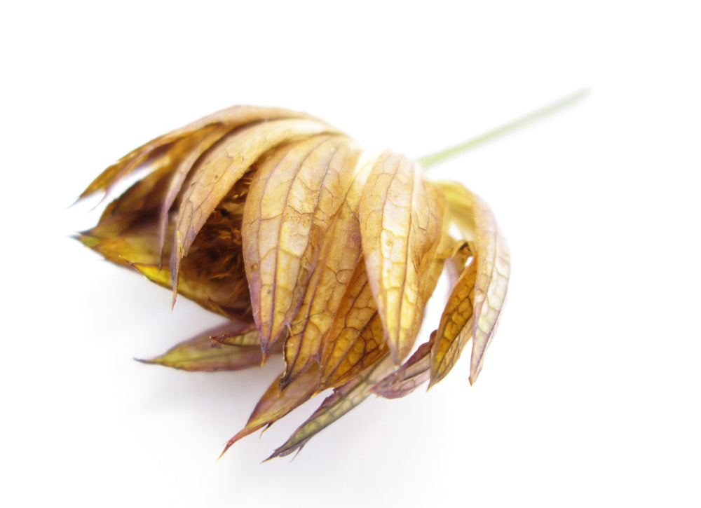 FADE - Folded Fingers card