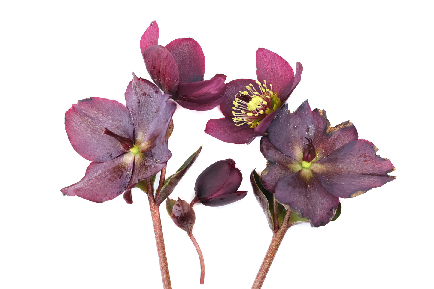 FADE - Hellebore Dance