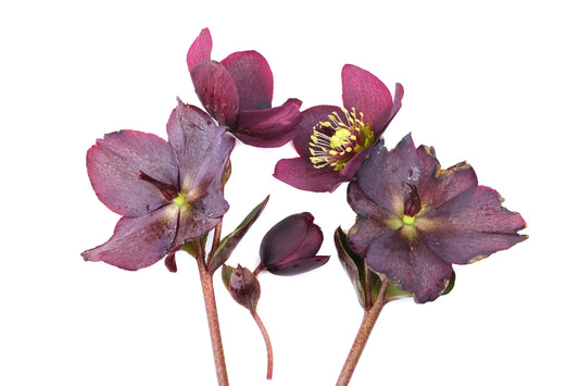 FADE - Hellebore Dance