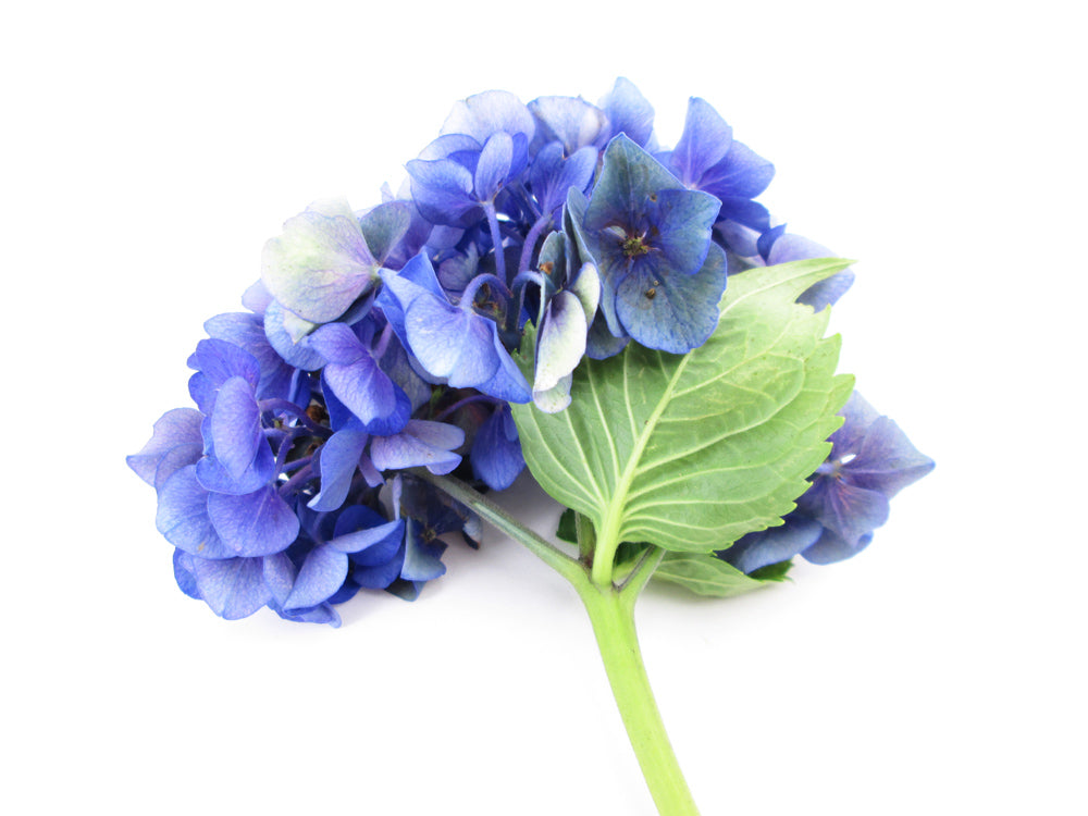 BLOOM - Hydrangea Blue card