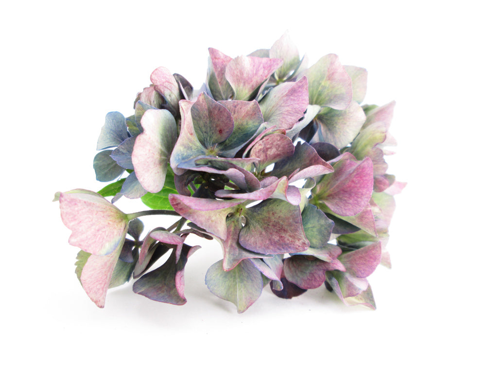 BLOOM - Hydrangea Purple card