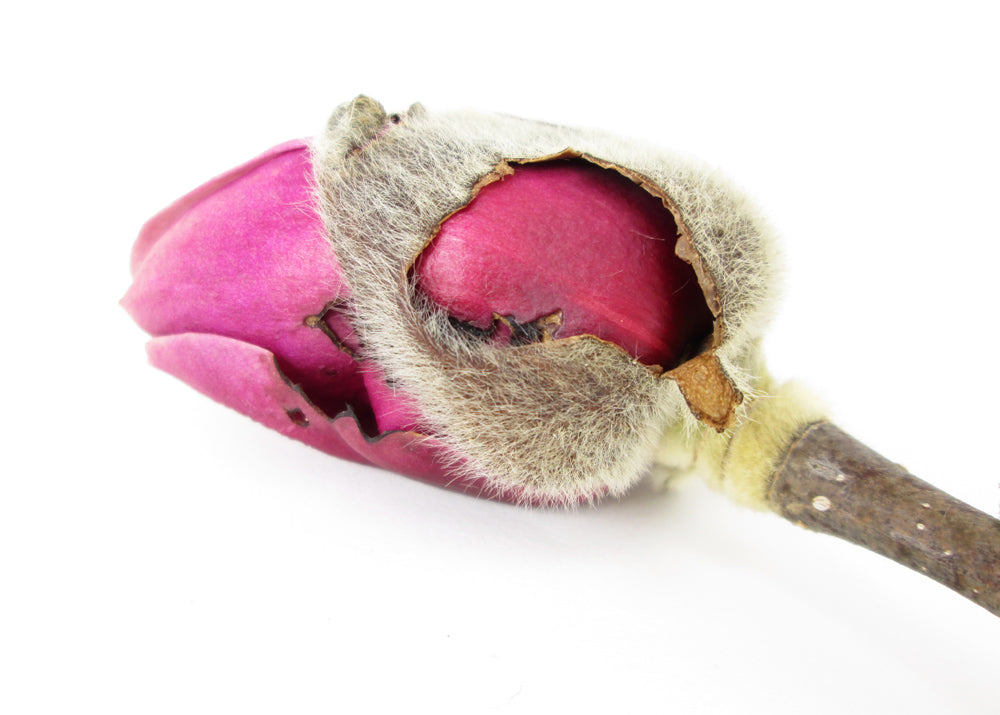 BUD, DARK BLOOM - Fuzzy Magnolia print