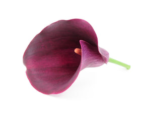 BLOOM - Purple Calla Lily card