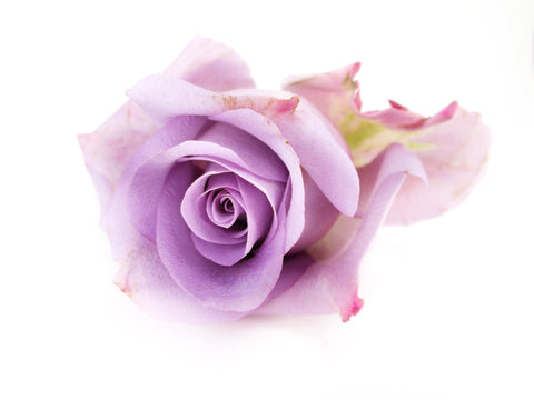 BLOOM - Lavender Rose card