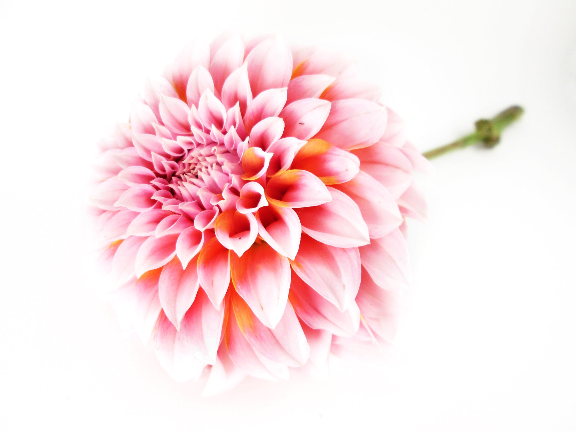 BLOOM - Light Dahlia card