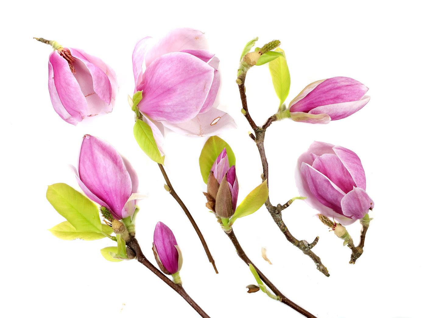BLOOM - Magnolia Mary card