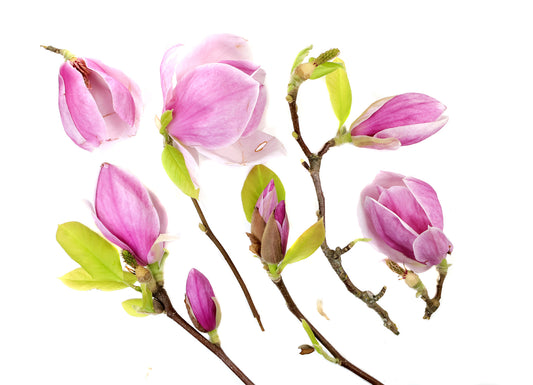 BLOOM - Magnolia Mary card