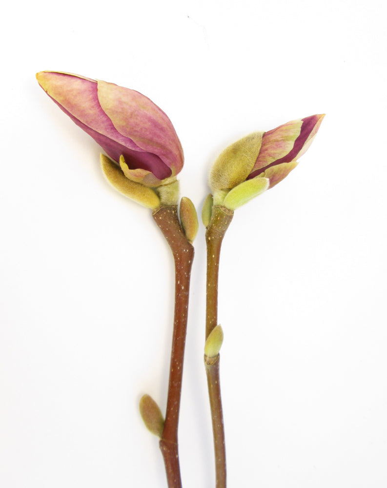 BLOOM - Magnolia Duo card