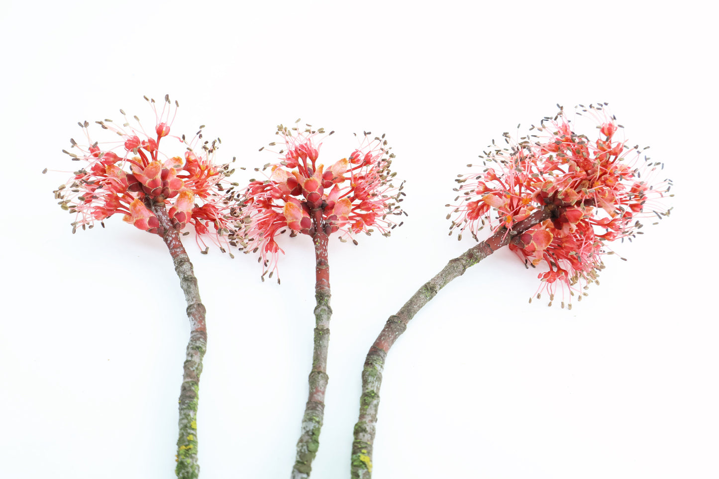 BUD - New Maples print