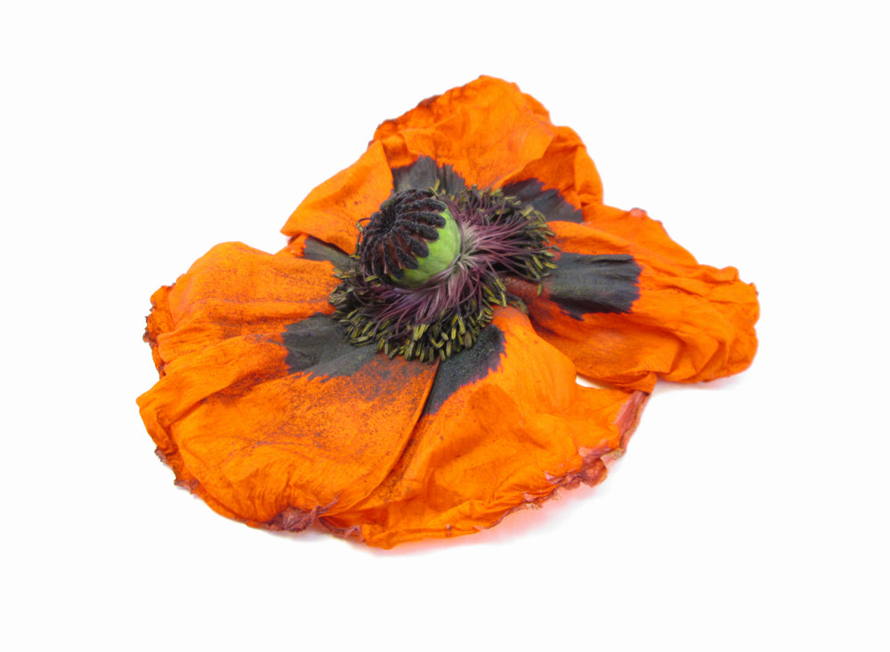 FADE - Orange Poppy print