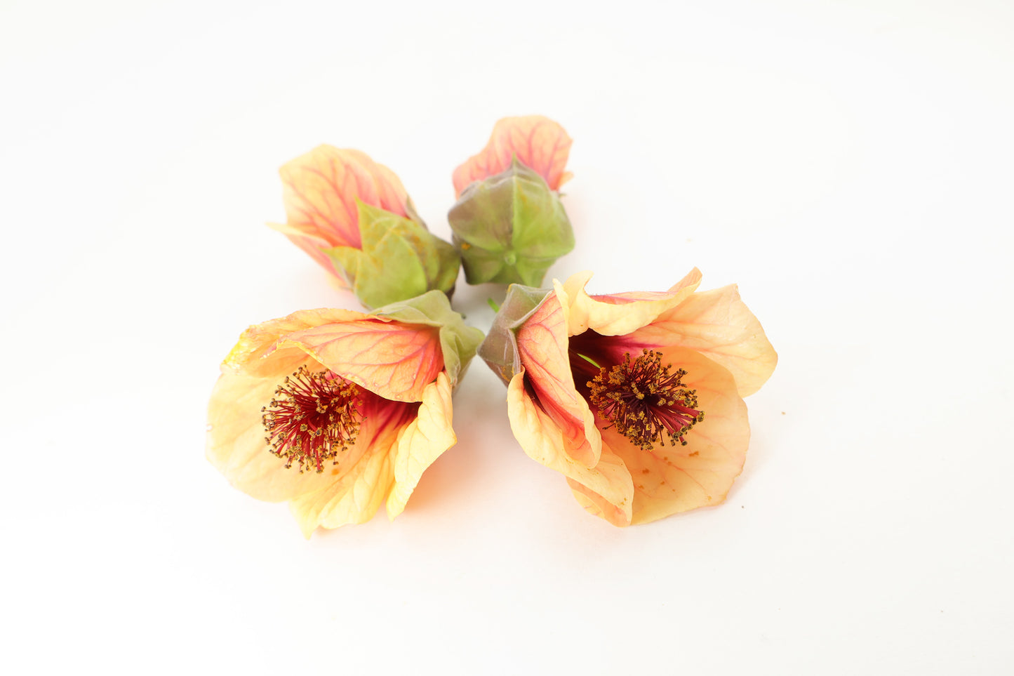 BLOOM - Orange Maple Flower card