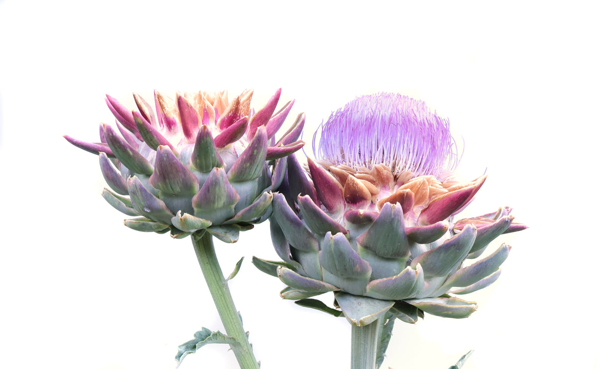 BLOOM - Ornamental Artichoke card