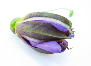 BUD - Passion Closed