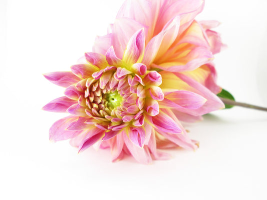 BUD - Pink Dahlia Fluff card