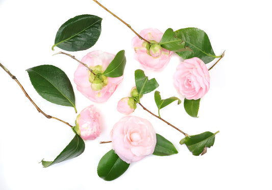 BLOOM - Pink Camelias