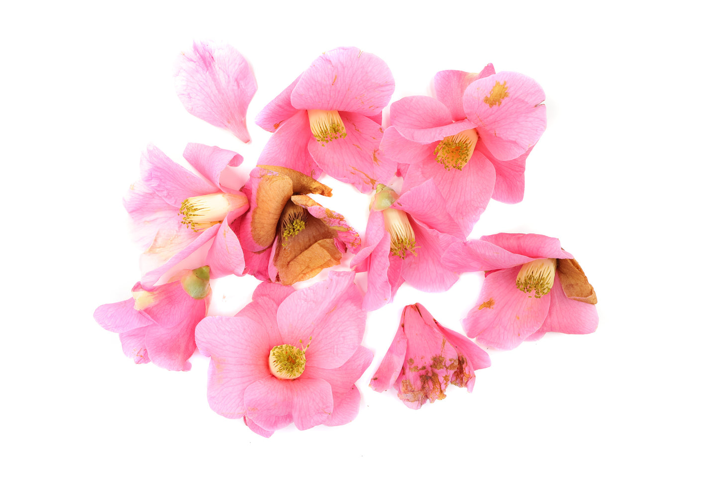 BLOOM - Pink Tree Peony card
