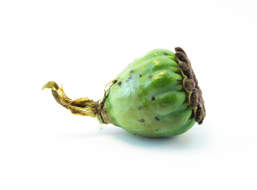 FADE - Green Poppy Pod card