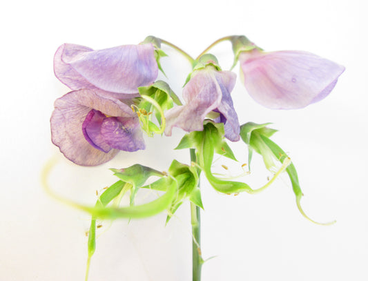 BUD - Purple Bells card