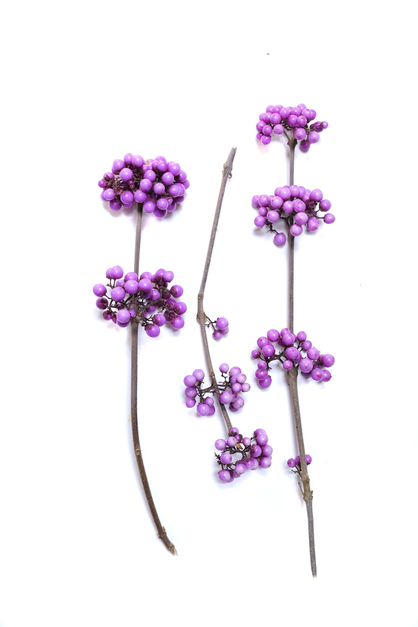 FADE - Beautyberry 3 card