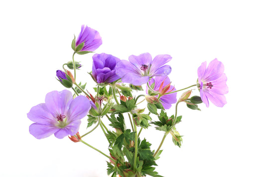 BLOOM - Purple Bouquet Card