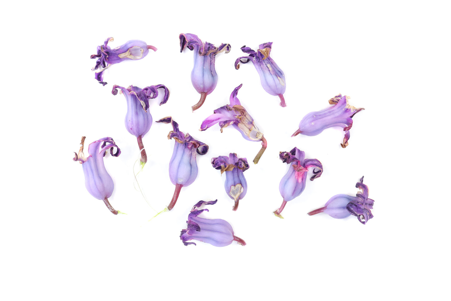 FADE - Purple Pods card