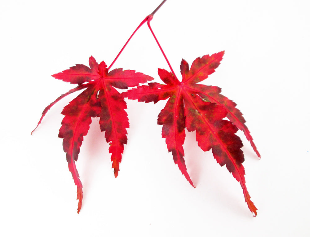 FADE - Red Leaves card