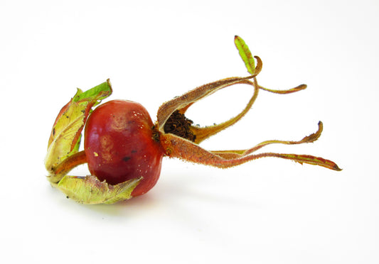 FADE - Rose Hip card