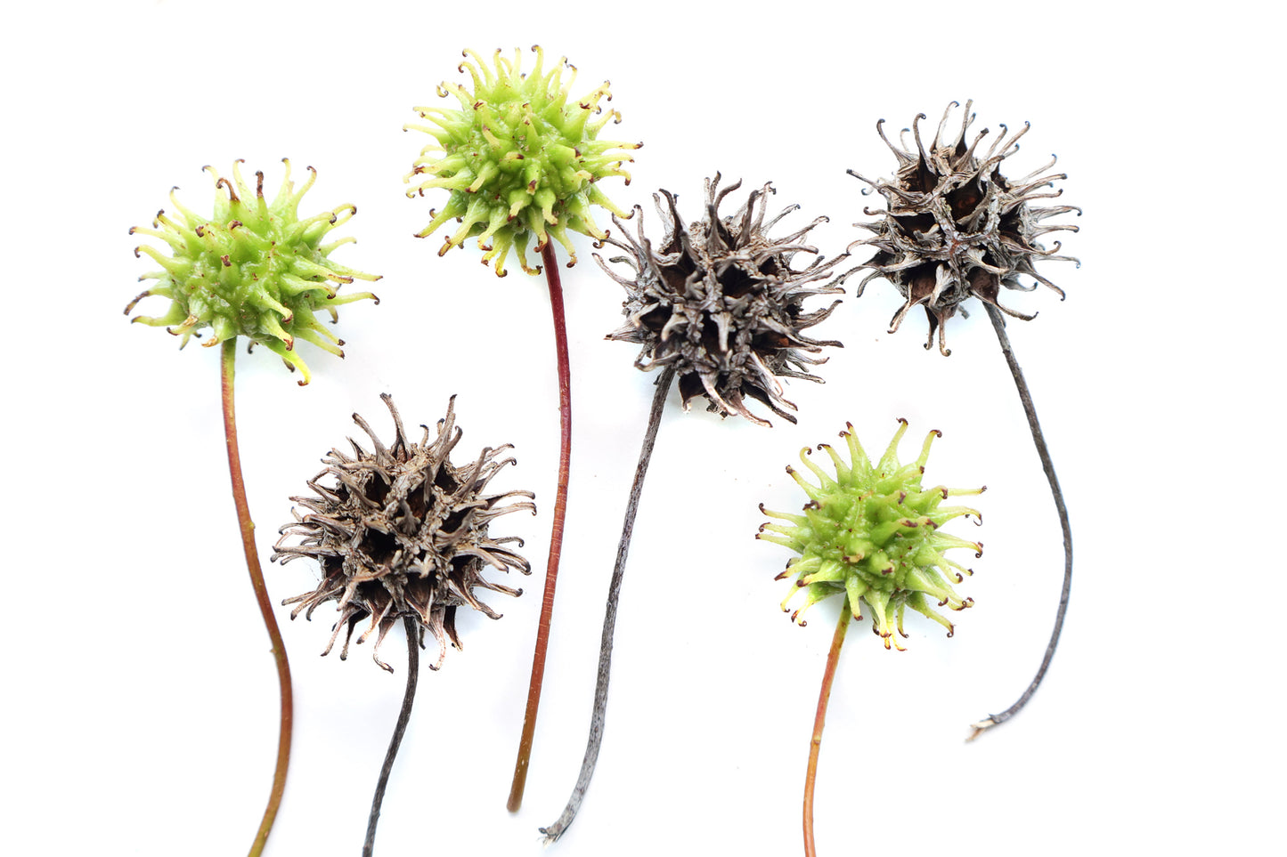 FADE - Seed Pod Dance card