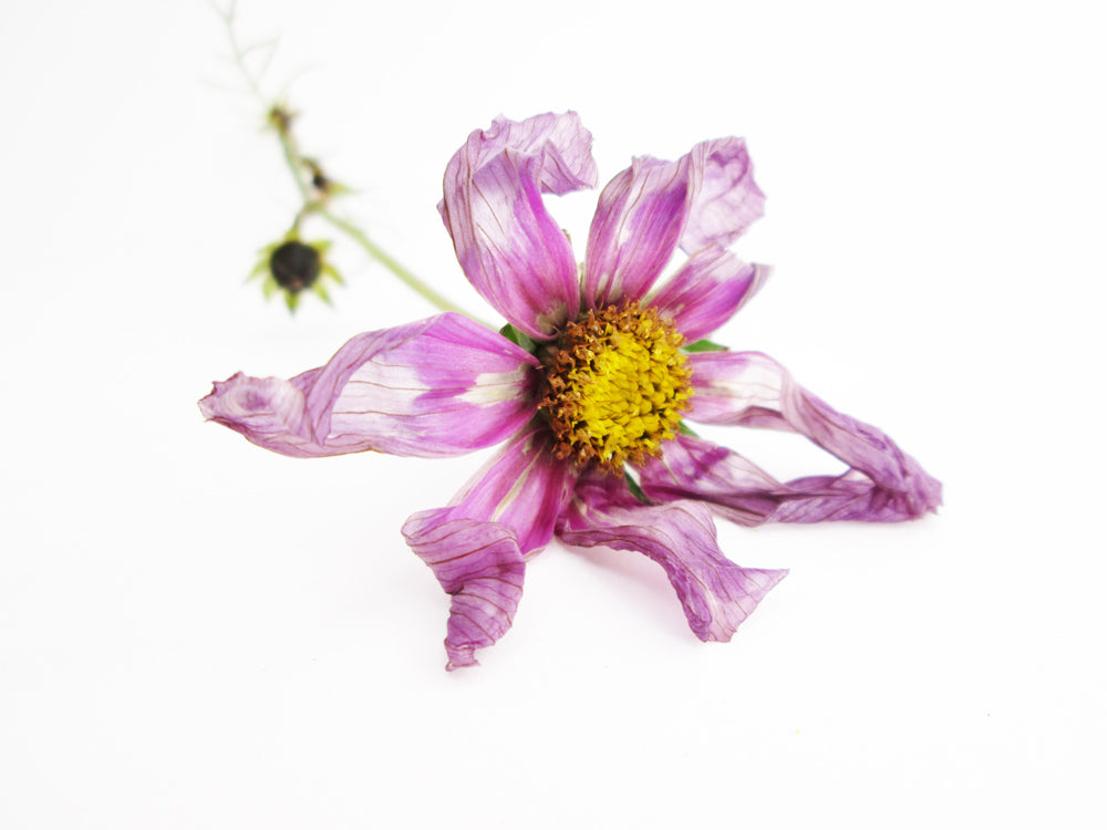 FADE - Sheer Petals card