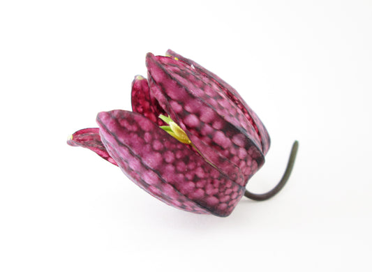 BLOOM - Snakes Head Fritillary print