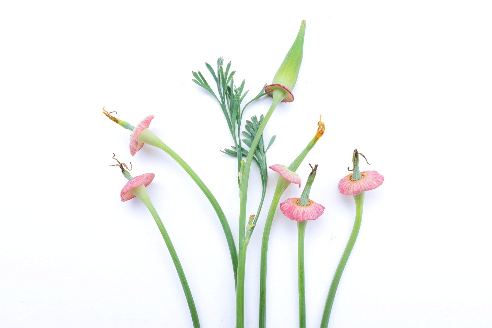 FADE - Sorcerer's hat