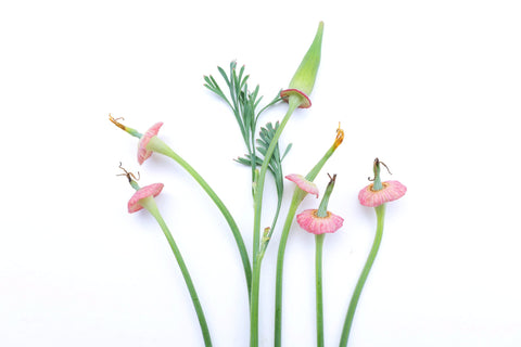 FADE - Sorcerer's hat