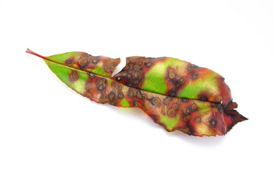 FADE - Spotted Leaf card